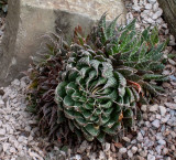 Aloe aristrata