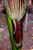 ariseama
