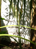 canna stuttgart