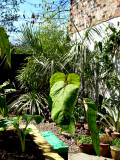 schefflera+walled border
