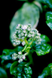 MYOSOTIDIUM HORTENSIA