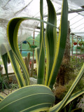 hollygate cactus nursery