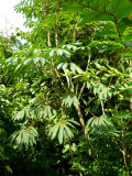Schefflera