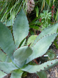 Agave durangensis