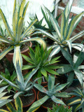 The Agave Nursery near Matlock