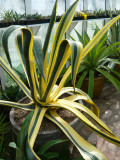 Agave Salmiana Ferox Variegata?