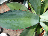 Agave Seemanniana