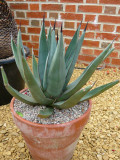 agave nigra