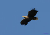 White-tailed Eagle / Haliaeetus albicilla / Havsrn