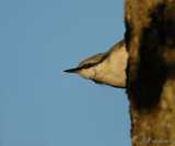 Nuthatch / Sitta europaea / Ntvcka