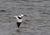 Pied Avocet / Recurvirostra avosetta / Skrflcka