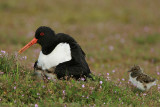 Oystercatcher