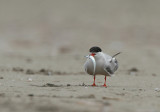 common tern