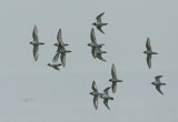 ringed plover