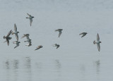 ringed plover