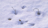 IMG19635C.jpg