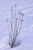 IMG19639.jpg