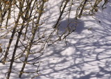 IMG19761C.jpg