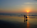 Collecting Shells