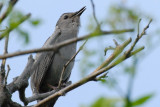DSC_0058.jpg