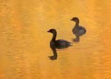 Grebes