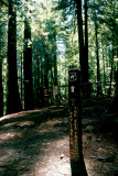 Pfeiffer Big Sur State Park