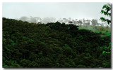 Cloud forest 2