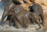  - 1st may 2007 - Elephants at play