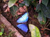 Dead Morphos butterfly.JPG