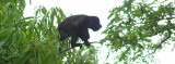 Howler monkey about to jump1.JPG