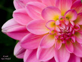 Dahlia - a different angle