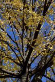 October 31, 2006  -  Tree Pattern