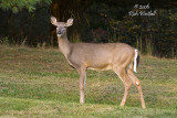 November 26, 2006  -  Blackwater Falls Deer