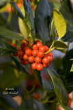 November 27, 2006  -  Holly Berries