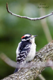 November 28, 2006  -  Downy Woodpecker