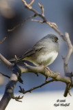 December 11, 2006  -  Junco (I think)