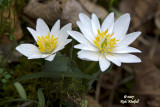 Bloodroot Duo