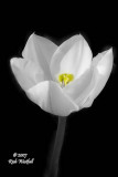 April 3, 2007  -  White Tulip