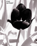 IR Tulip