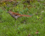 May 6, 2007  -  Brown Thrasher