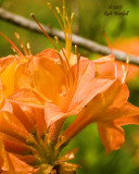 May 15, 2007  -  Flame Azalea