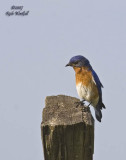 May 26, 2007  -  Eastern Bluebird