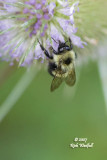 Bumble Bee on a Thistle