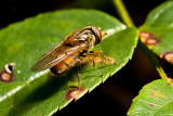 Insect?