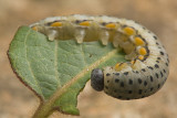 Caterpillar 1