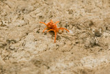 Little Critter 2