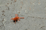 Little Critter 3