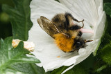 Bee 2