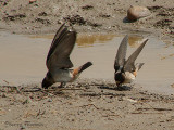 Cliff Swallows collecting mud.JPG