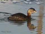 Pied-billed Grebe .JPG